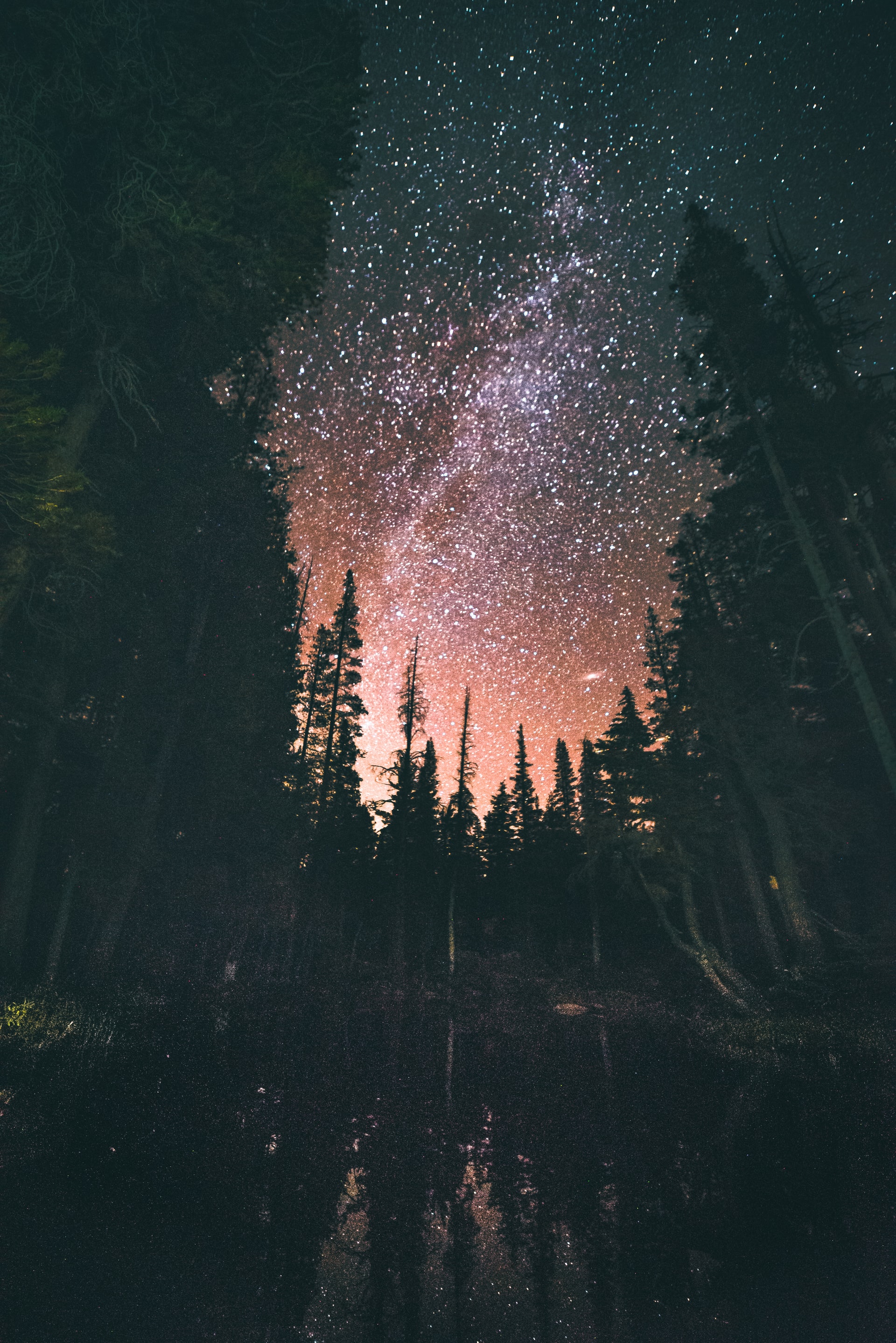 forest